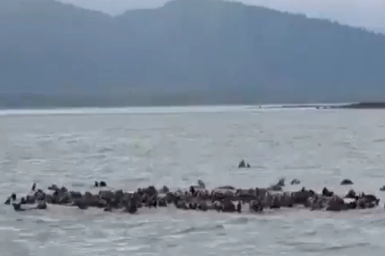מה נצפה במי אלסקה? "עובד הפארק נדהם"