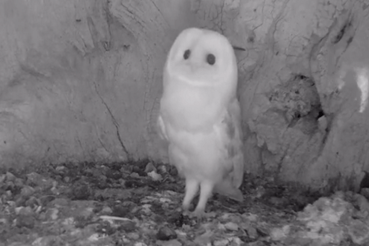 מדהים: גוזל התנשמת שומע לראשונה רעם