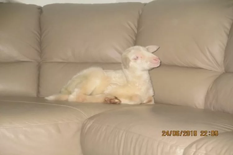 הכבש מביתר עילית התגלה כגלגול של צדיק הכבש מביתר עילית התגלה כגלגול של צדיק