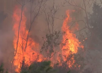 ניסי ניסים: ספרי תורה עתיקים ניצלו בזכות הקורונה