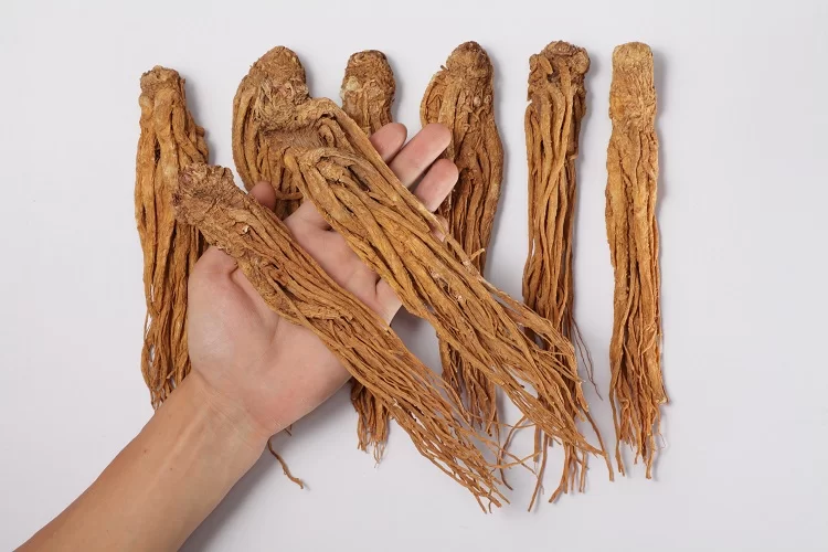  סגולותיו ויכולותיו המדהימות של צמח הפלא אנג’ליקה סינית