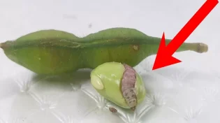 זהירות: אוהבים לאכול אדממה? שימו לב