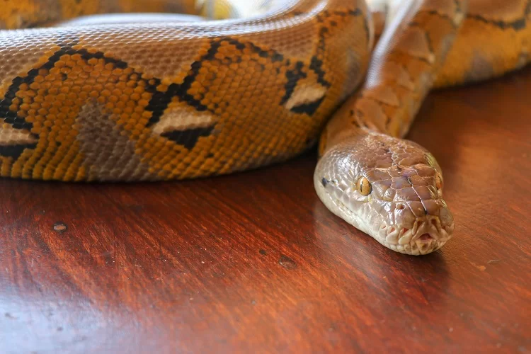 מפחיד: בהלה בעמק חפר אחרי שנחשה ענקית ברחה: “מסוגלת לבלוע ילד” 