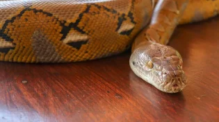 מפחיד: בהלה בעמק חפר אחרי שנחשה ענקית ברחה: &ldquo;מסוגלת לבלוע ילד&rdquo; 