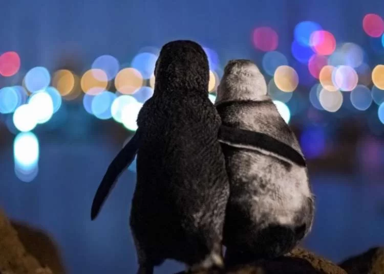 התמונה הזו זכתה בפרס עולמי. הסיפור מאחוריה פשוט מרגש התמונה הזו זכתה בפרס עולמי. הסיפור מאחוריה פשוט מרגש