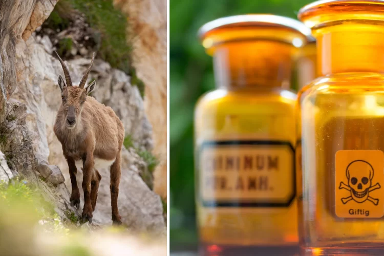 תעלומה במצפה רמון: מי מרעיל את היעלים למוות?