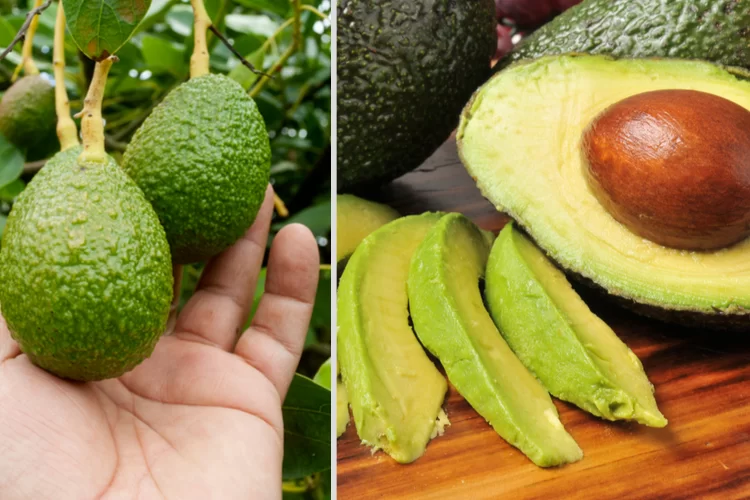 כך תהפכו אבוקדו לרך בתוך 10 דקות בלבד