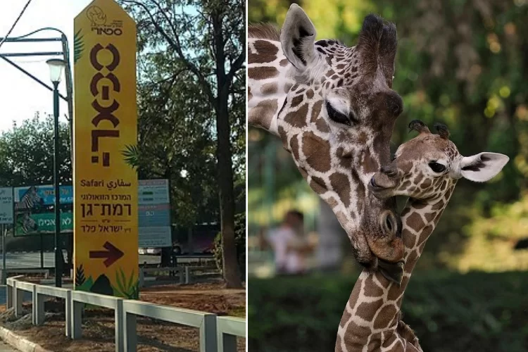 עצוב בספארי ברמת גן: דניסה הג’ירפה מתה בגיל 31