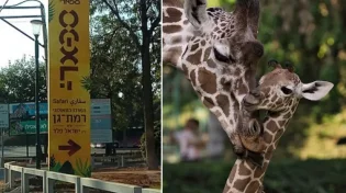 עצוב בספארי ברמת גן: דניסה הג&rsquo;ירפה מתה בגיל 31