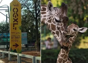 עצוב בספארי ברמת גן: דניסה הג’ירפה מתה בגיל 31