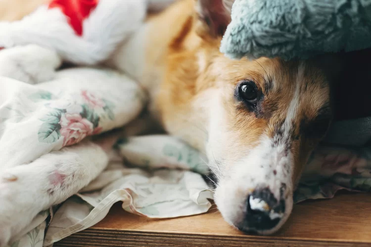 ידידו הטוב ביותר: כלב חיכה שישה ימים ליד מיטת בעליו ידידו הטוב ביותר: כלב חיכה שישה ימים ליד מיטת בעליו