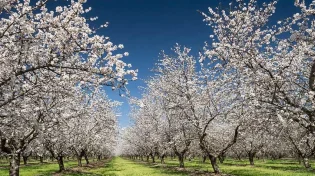 טבע הילדים והאילן