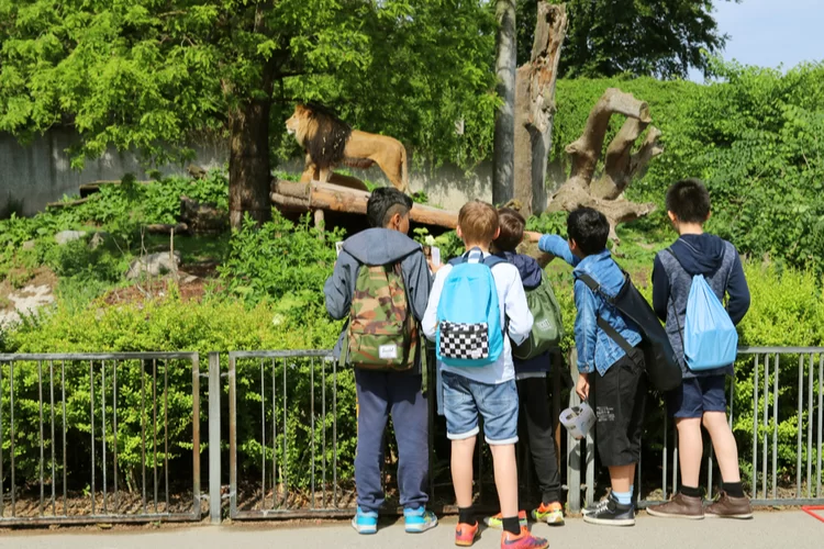 בעקבות משבר הקורונה: גן החיות הוותיק נפרדים מהאריות