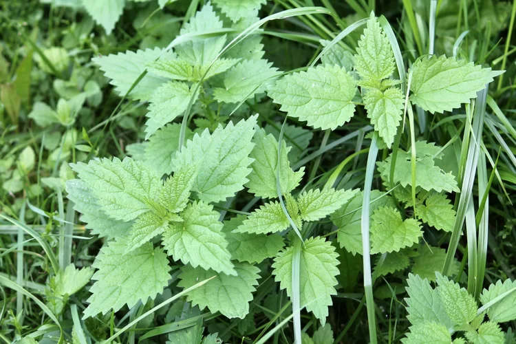 הצמח שדוקר - אבל מרפא: סגולותיו של הסרפד הצמח שדוקר - אבל מרפא: סגולותיו של הסרפד