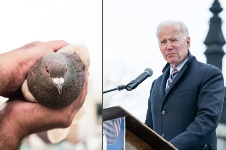 למרות האיסור ביהדות על יוני מרוץ: היונה שנקראה ע"ש הנשיא ביידן נמצאת בסכנת חיים