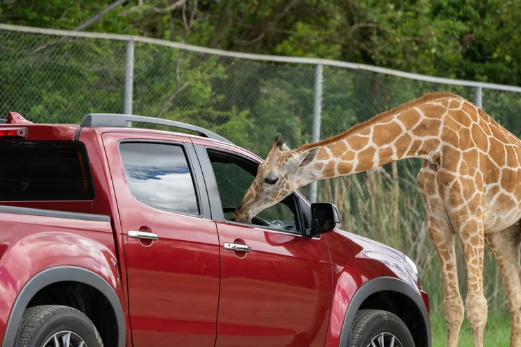 הכתב האיראני והגירפה במפגש משעשע | צפו