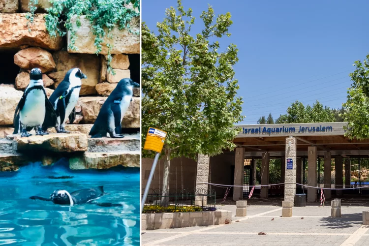 הפתרון שיאפשר למגזר החרדי להגיע לגן החיות התנ"כי הפתרון שיאפשר למגזר החרדי להגיע לגן החיות התנ"כי