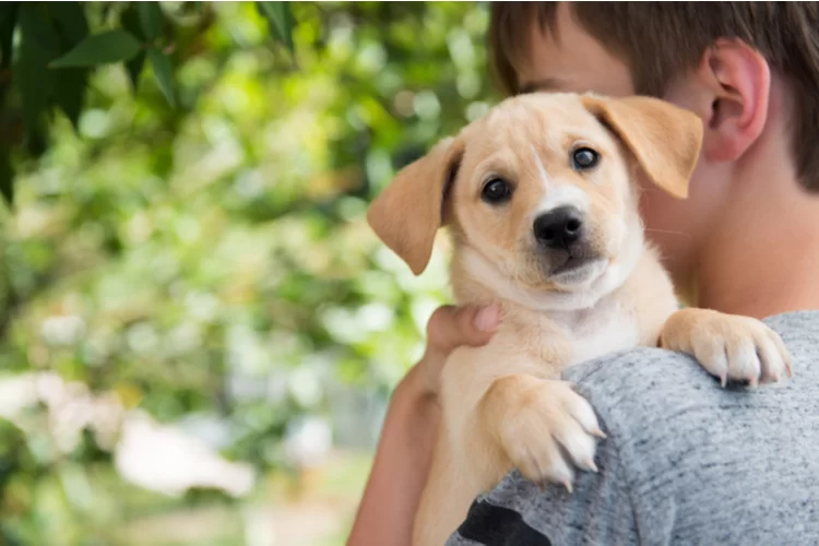 רכישת בעלי חיים בצרפת - רק בהצגת רישיון