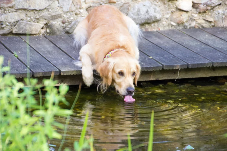 מזעזע: הכלבים שתו ממי נחל הבשור - ומתו תוך כמה דקות