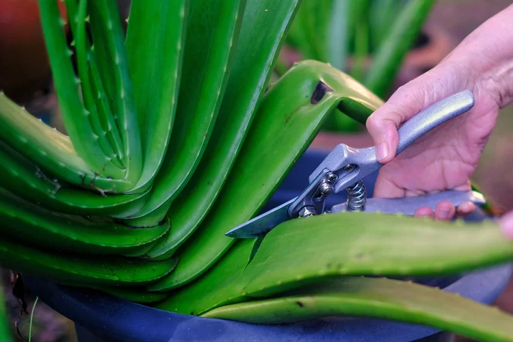נעים להכיר: האלוורה ופלאותיה הנדירות