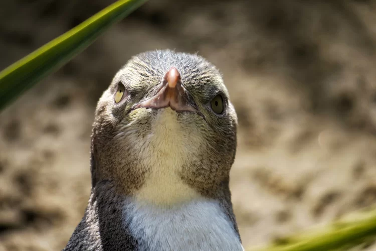 דבר כזה לא רואים כל יום: פינגווין צהוב  
