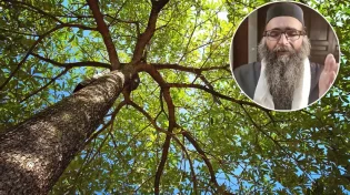 "ויתלו את המן על העץ": מה הסיבה להרג המן דווקא ע"י עץ? | הרב יאשיהו פינטו