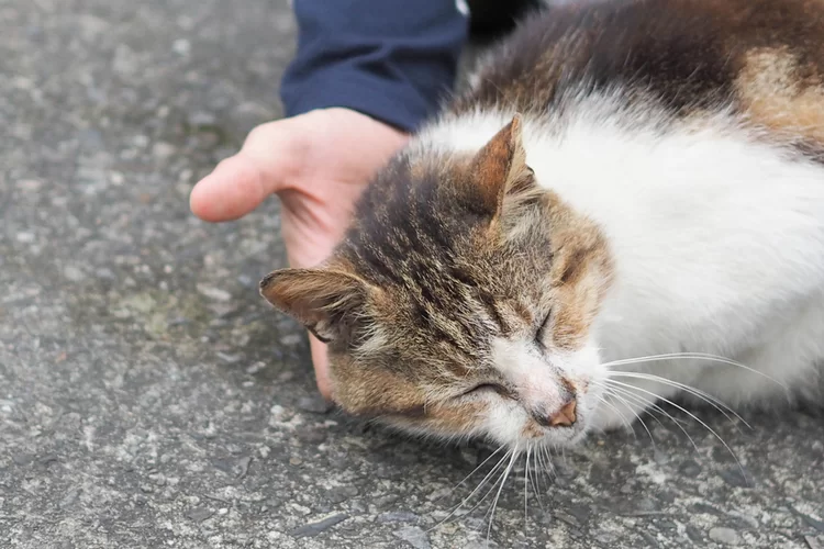 עצוב: החתול הציל את בעליו מהנחש ומת מהארס