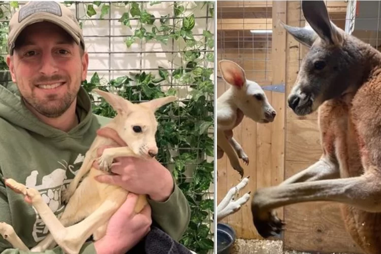 יוצא דופן ומיוחד: נולד קנגורו לבקן בנוי יורק יוצא דופן ומיוחד: נולד קנגורו לבקן בנוי יורק