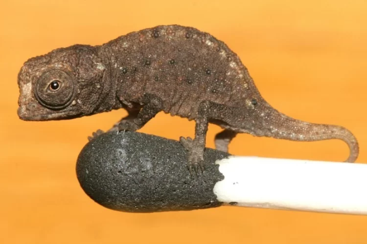 האם נמצא הזוחל הזעיר ביותר בעולם? האם נמצא הזוחל הזעיר ביותר בעולם?