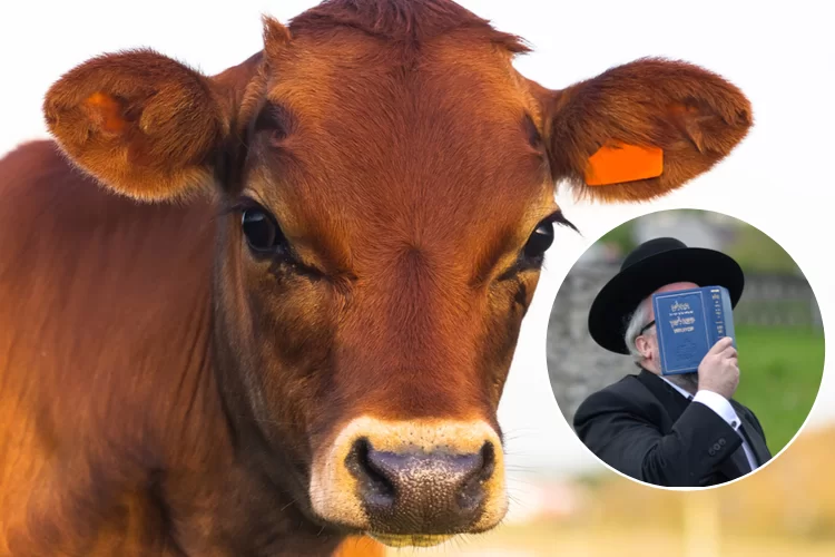 אין להחמיץ - הסגולות הנצרכות ב’שבת פרה’