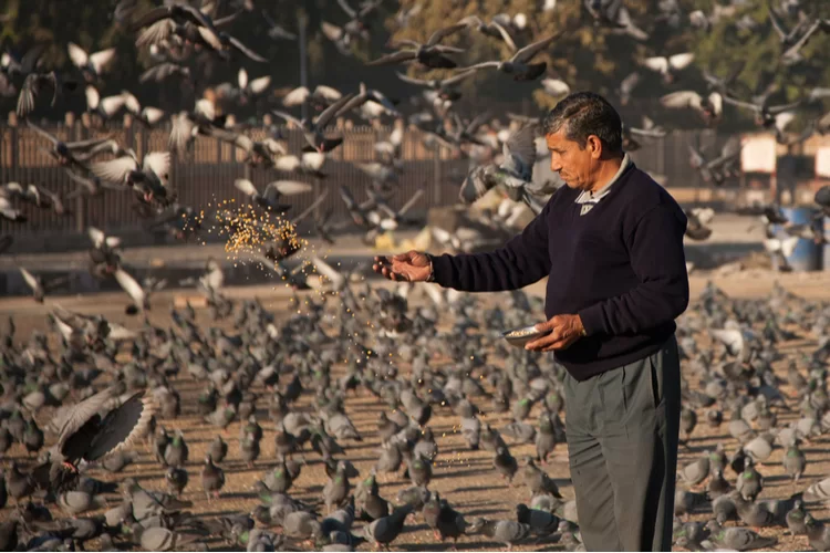 סוף עצוב: מאכיל היונים בציון רבי נחמן באומן נפטר לבית עולמו