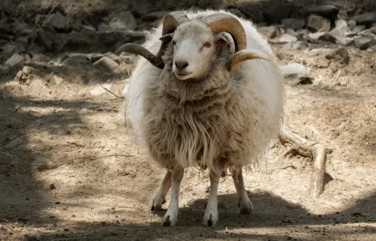 מזל טלה לפי היהדות: נולדתם בחודש ניסן? הכול על מזל החודש