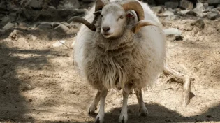מזל טלה לפי היהדות: נולדתם בחודש ניסן? הכול על מזל החודש