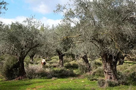 עץ הזית הוא הזוכה בתחרות העץ הלאומי של קק״ל. ומהן סגולותיו?