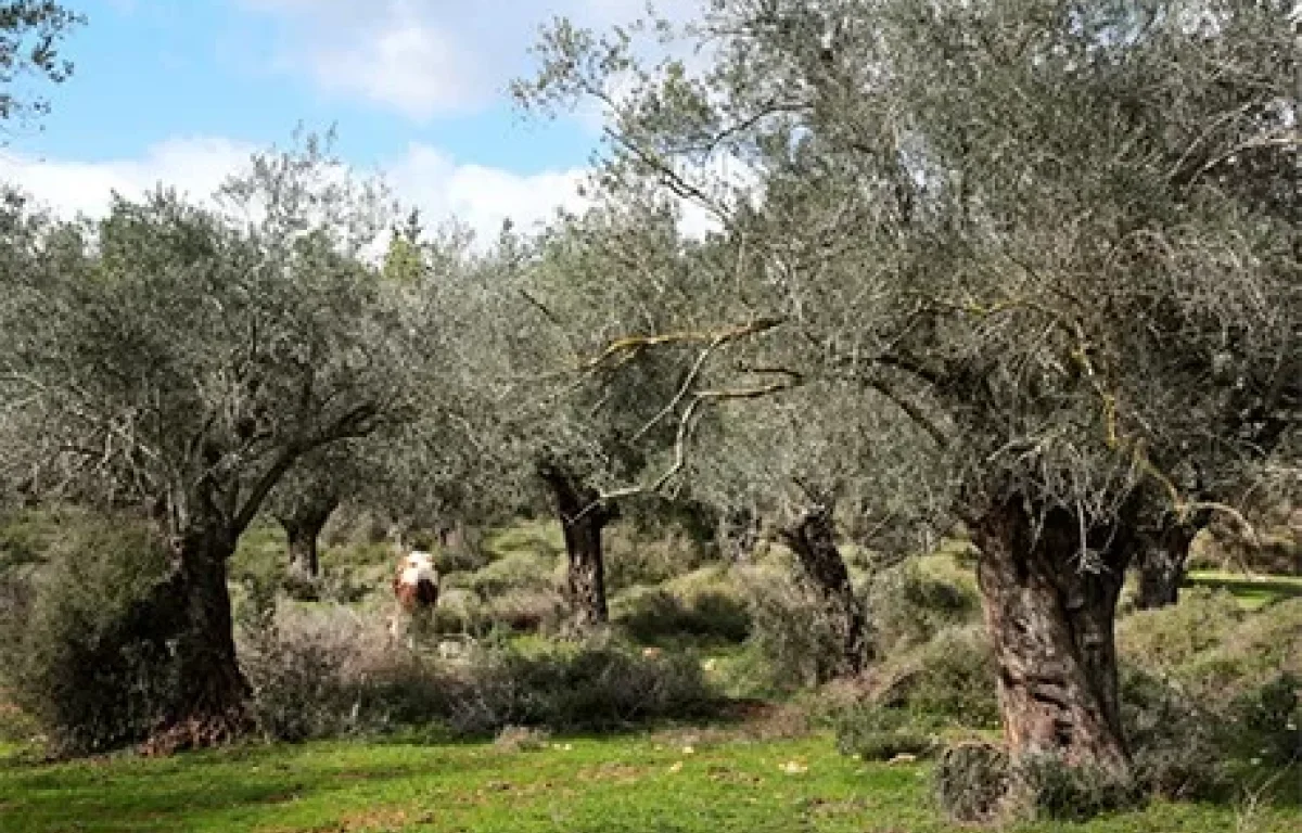 עץ הזית הוא הזוכה בתחרות העץ הלאומי של קק״ל. ומהן סגולותיו?