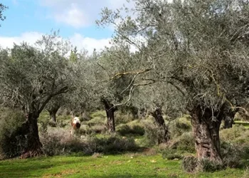 עץ הזית הוא הזוכה בתחרות העץ הלאומי של קק״ל. ומהן סגולותיו?