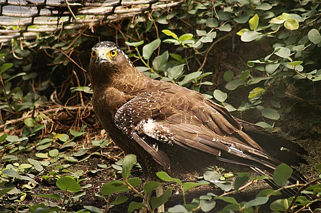 תדהמה: עַיִט אותר בבית פרטי