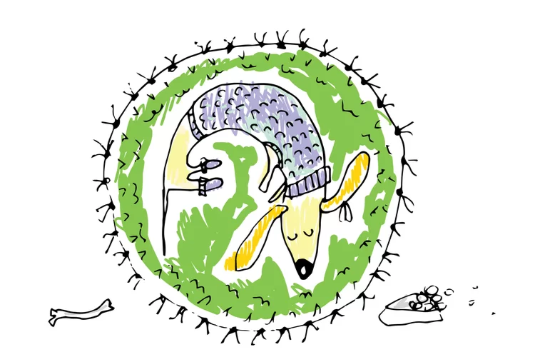 פרשת השבוע לילדים: פָּרָשִׁיּוֹת הַקָּרְבָּנוֹת