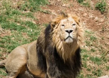  בגן החיות התנכ"י מעגלים פינות: "האריות מקבלים מזון מאחורי הקלעים"