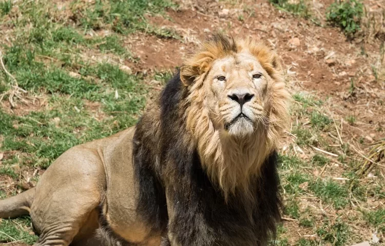  בגן החיות התנכ"י מעגלים פינות: "האריות מקבלים מזון מאחורי הקלעים"