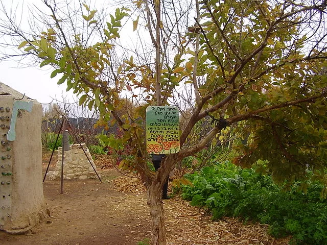 "אילן במה אברכך": הברכה הנדירה, הנאמרת אחת בשנה "אילן במה אברכך": הברכה הנדירה, הנאמרת אחת בשנה