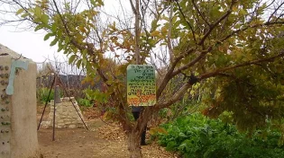 "אילן במה אברכך": הברכה הנדירה, הנאמרת אחת בשנה