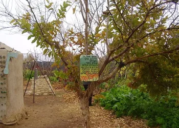 "אילן במה אברכך": הברכה הנדירה, הנאמרת אחת בשנה