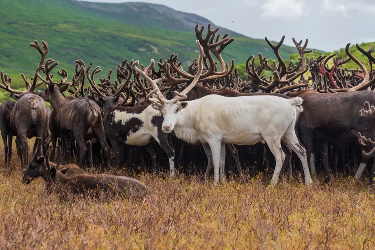 נפלאות הטבע: צפו ב’’ריקוד’’ של איילי הצפון  