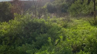 בשביל הלב: הצמחים המופלאים