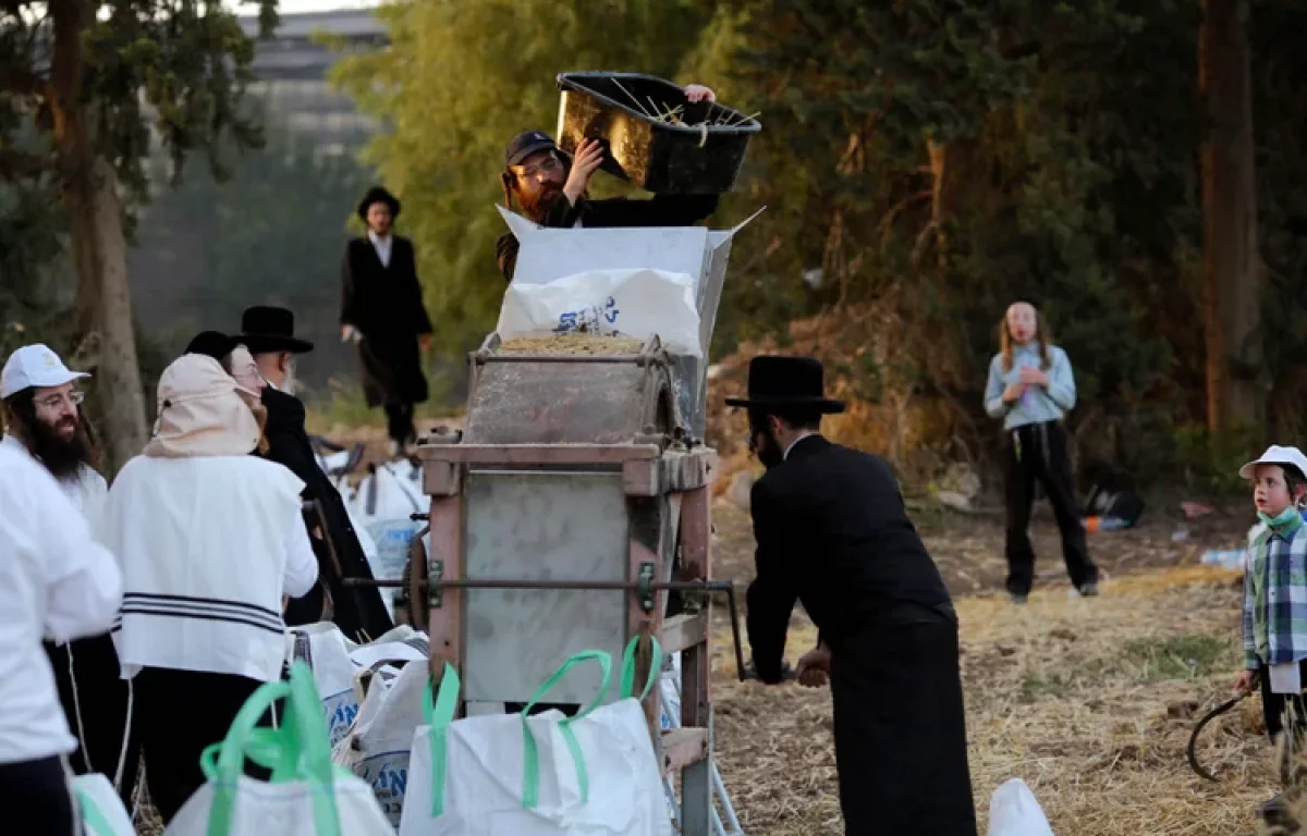 מה אכלו היהודים בימי הביניים? מחקר חדש מגלה