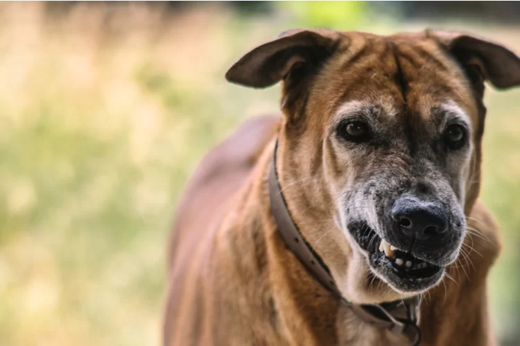 משרד הבריאות: נמצאו בע"ח מוכים בכלבת בצפון
