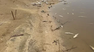 הסבר מסעיר לתמותת הדגים בנחלים בתקופה הזו | צפו