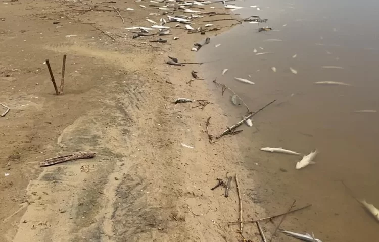 הסבר מסעיר לתמותת הדגים בנחלים בתקופה הזו | צפו הסבר מסעיר לתמותת הדגים בנחלים בתקופה הזו | צפו