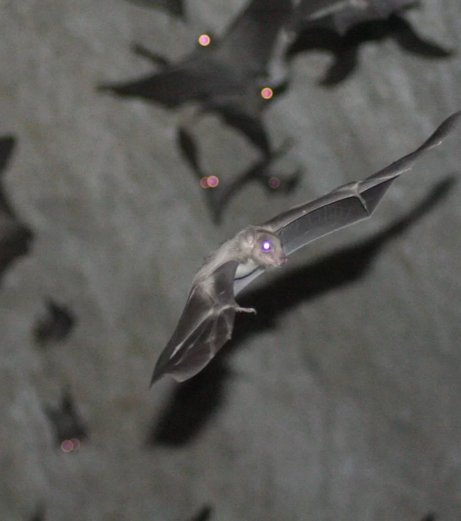 שנת העטלף: נפתחות מערות העטלפים